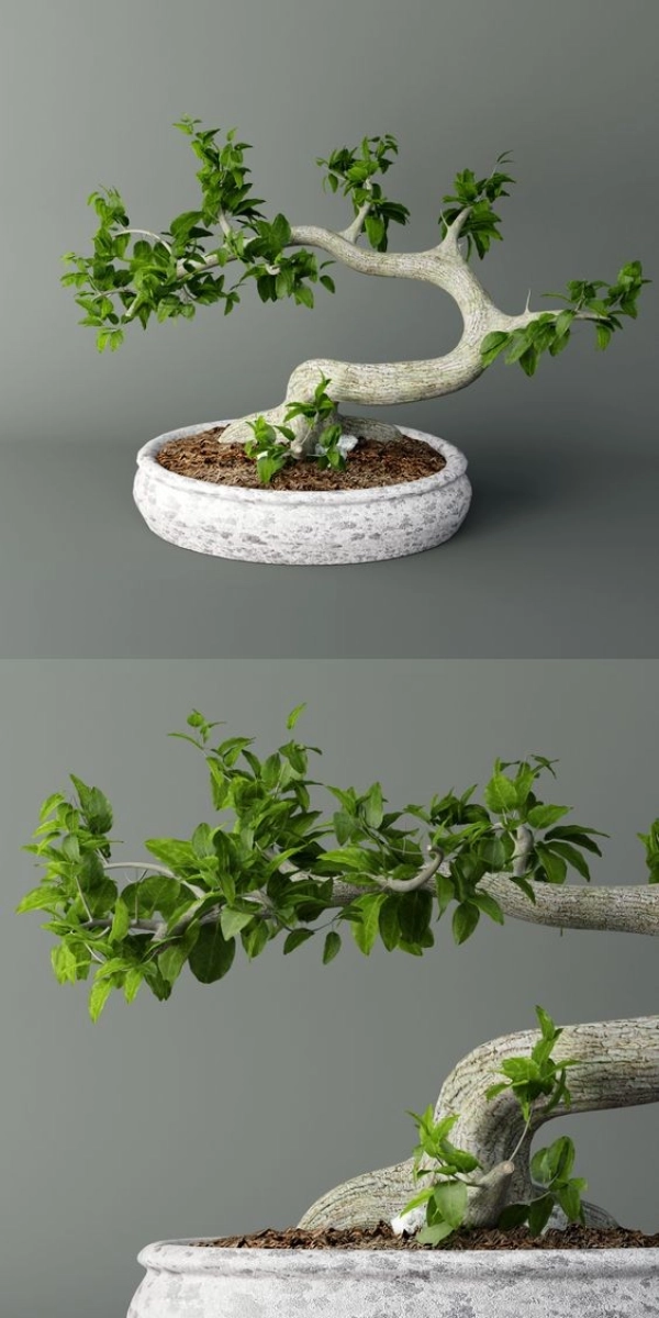 bonsai29-jpeg bonsai29