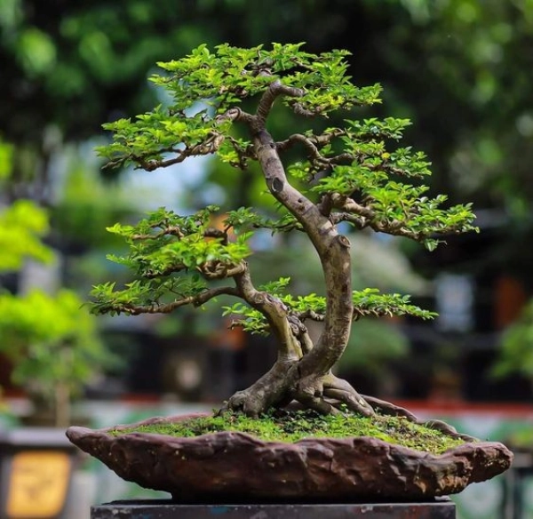 bonsai08